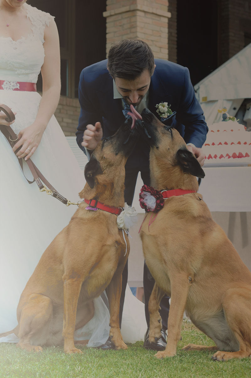 Wedding dog sitter… in breve